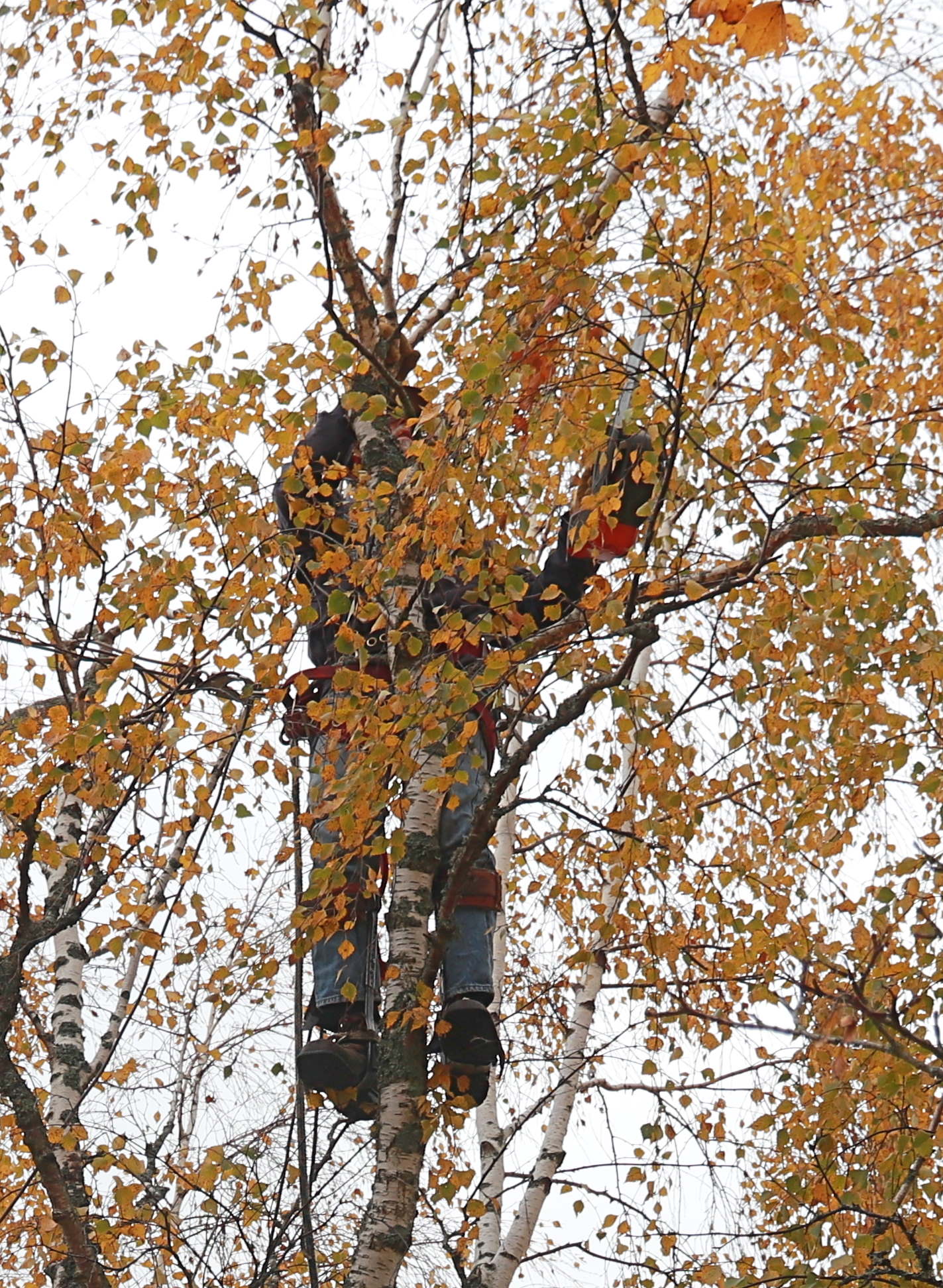 arborist.jpg