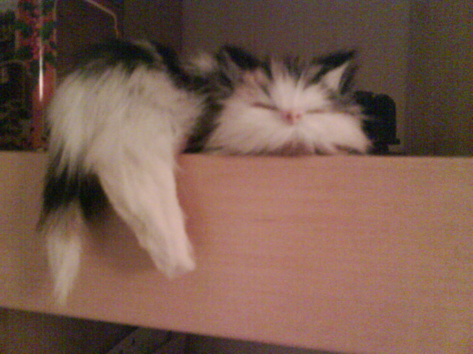 Katt.JPG