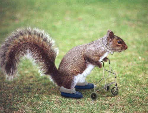 Florida Squirrel.jpg