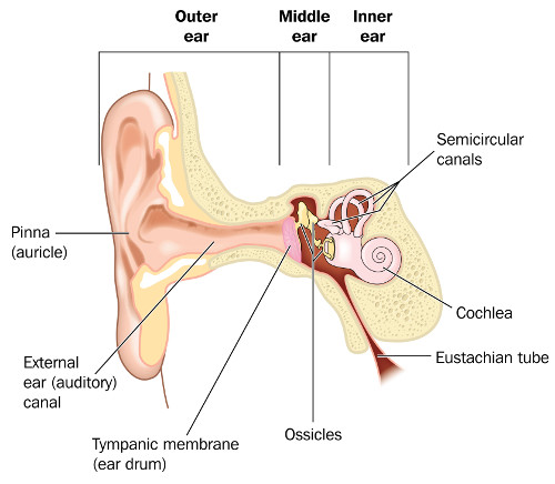 ear-anatomy-1red.jpg