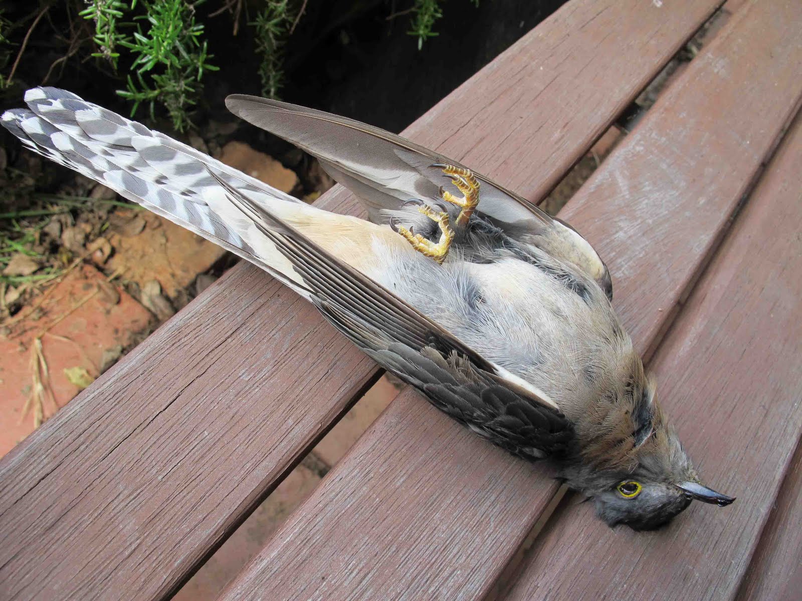 fan-tailedcuckoo.jpg