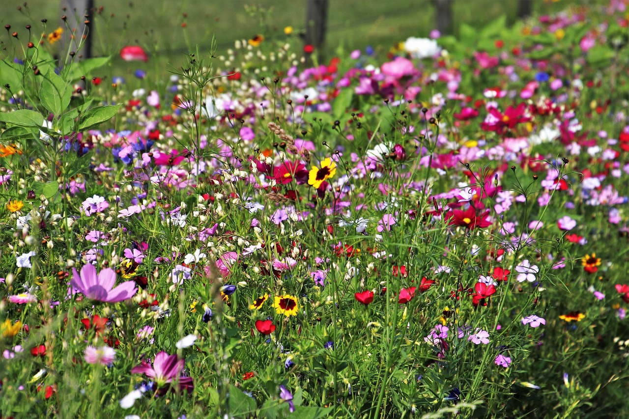 wild-flowers-3526829_1280.jpg