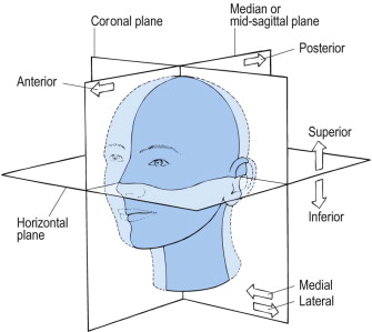 Anatomical planes.jpg