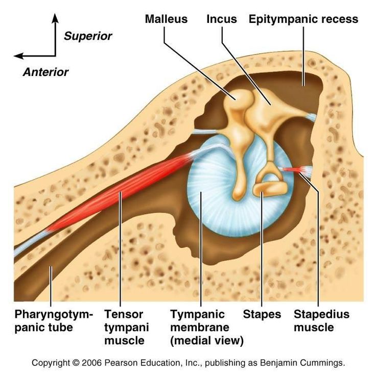 tympani+tensor+stapedius+muscle+hearing+auditory.jpg