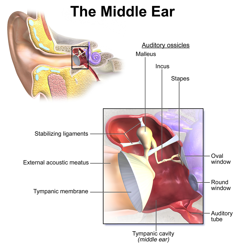 Blausen_0330_EarAnatomy_MiddleEar.jpg