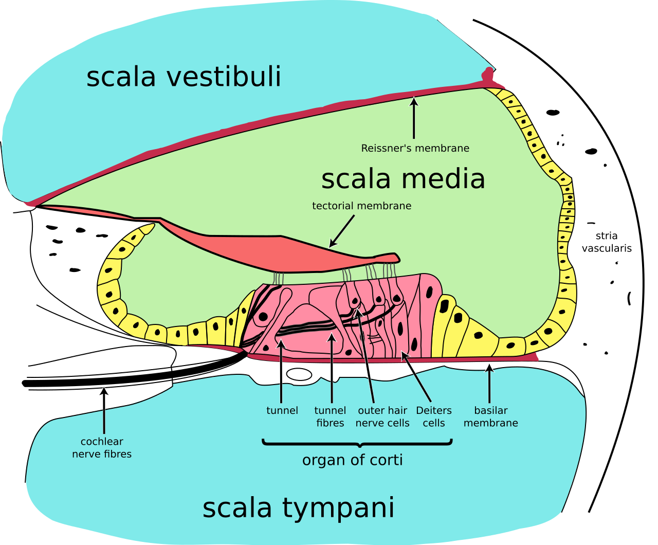 1280px-Cochlea-crosssection.png