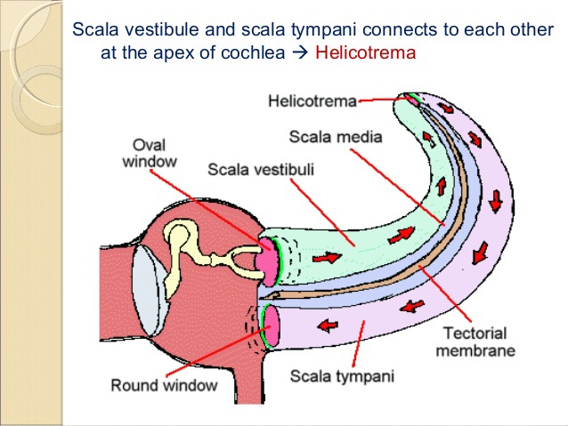 Helicotrema.jpg