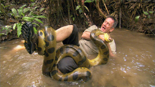 anaconda wrestling.jpg