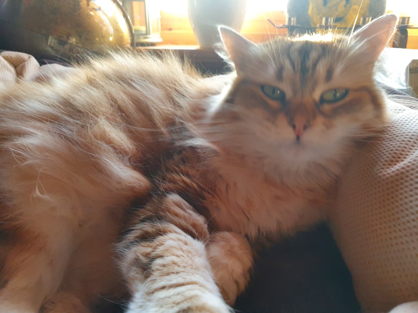 Resized_20230226_162526.jpeg