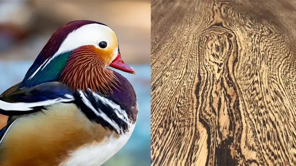 wenge.jpg