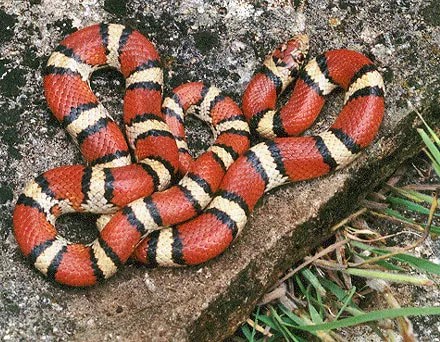 Red_milk_snake.jpeg.jpg